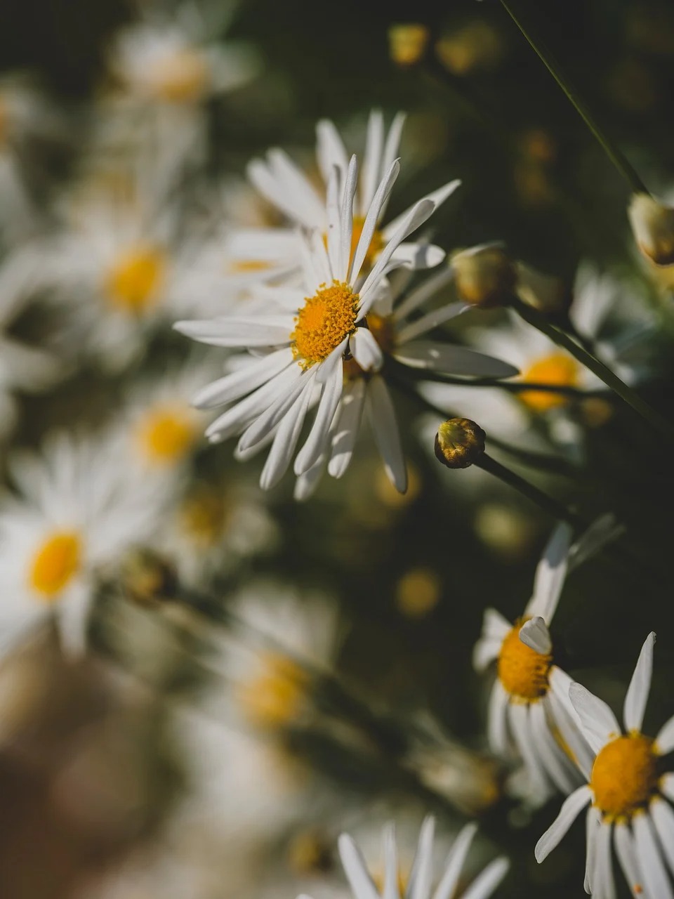 평창 육백마지기 샤스타 데이지