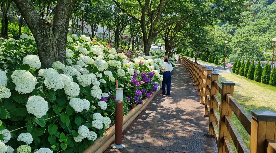 월아산 숲속의진주 수국5