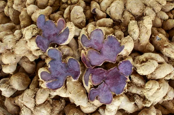 흑생강 효능 슈퍼푸드 칼로리 권장량_4