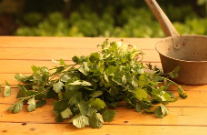 비단풀 효능과 부작용 총정리 : 전통 약초의 놀라운 기능