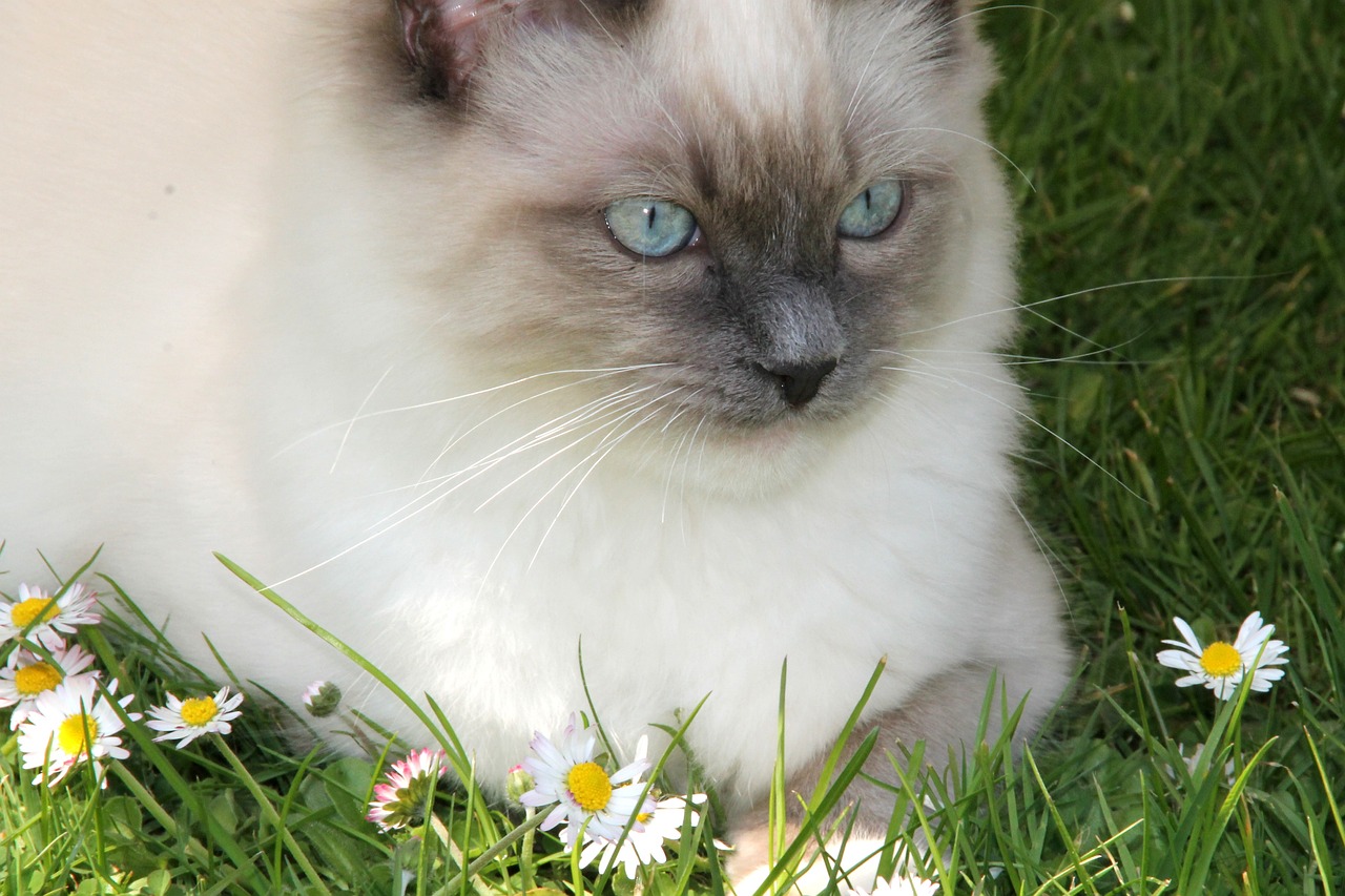 랙돌(Ragdoll)4