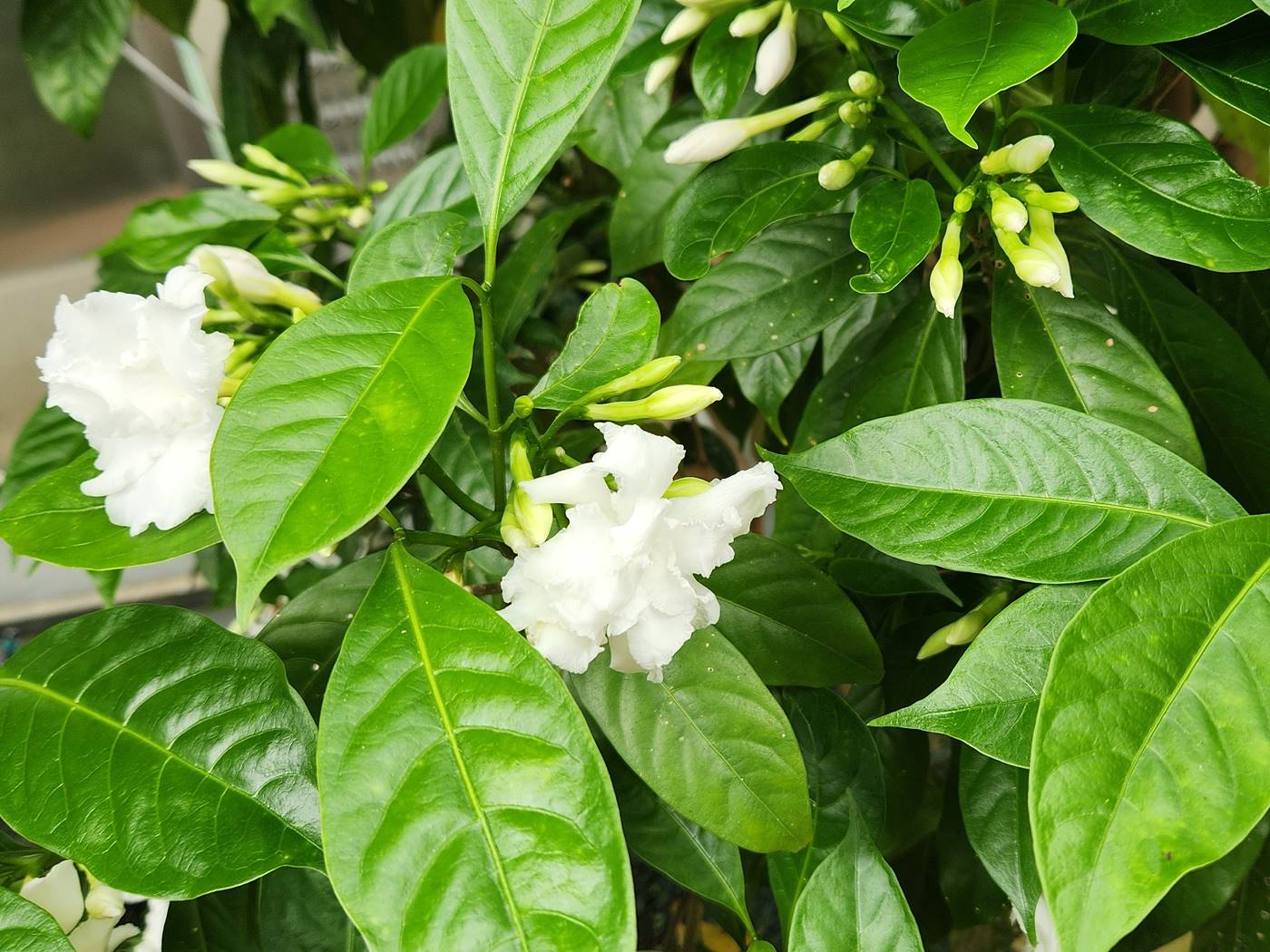 크레이프자스민(따가라)