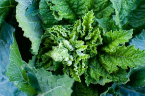 임신 초기부터 후기까지: 쑥 섭취 가이드 및 자궁 건강을 지키는 올바른 식습관