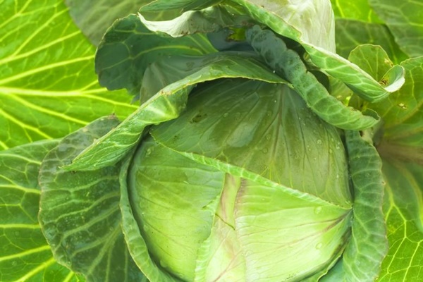 장염에 좋은 음식