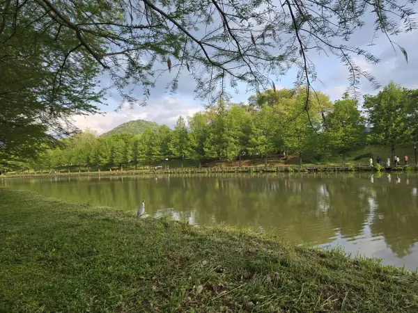 담양 대나무 축제 죽녹원