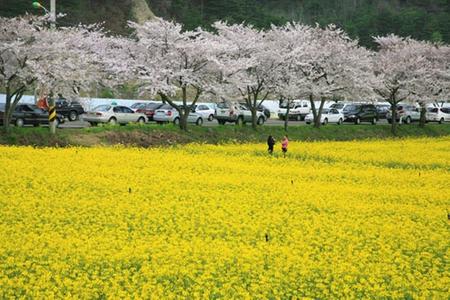 삼척 유채꽃 축제3