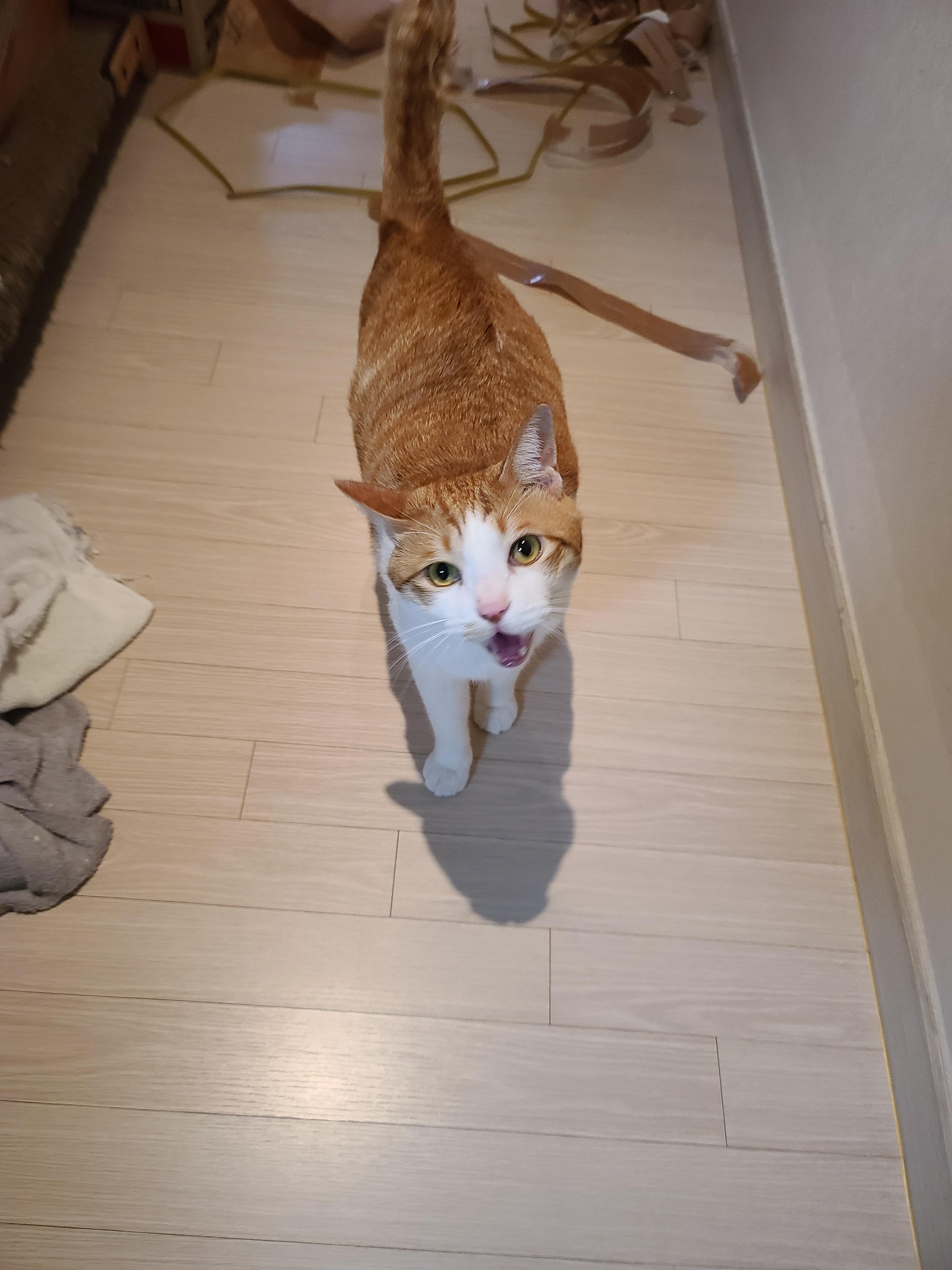 5월 1일 고양이들 모래 화장실전체갈이!(feat. 바우젠)