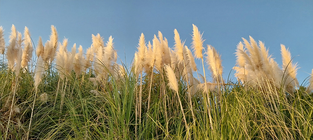 제주 서귀포 팜파스 갈대 정원