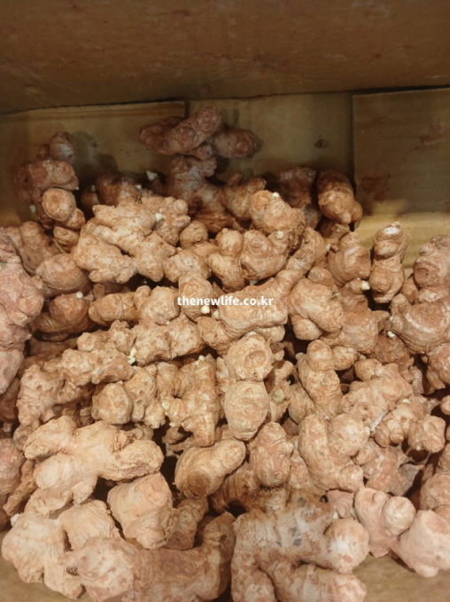 생강 효능의 혈당 관리와 대사 건강 개선에 도움이 되는 실물 생강 뿌리 사진