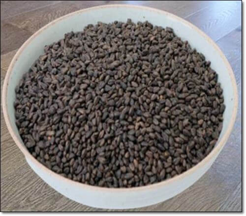 루틴이 풍부한 메밀