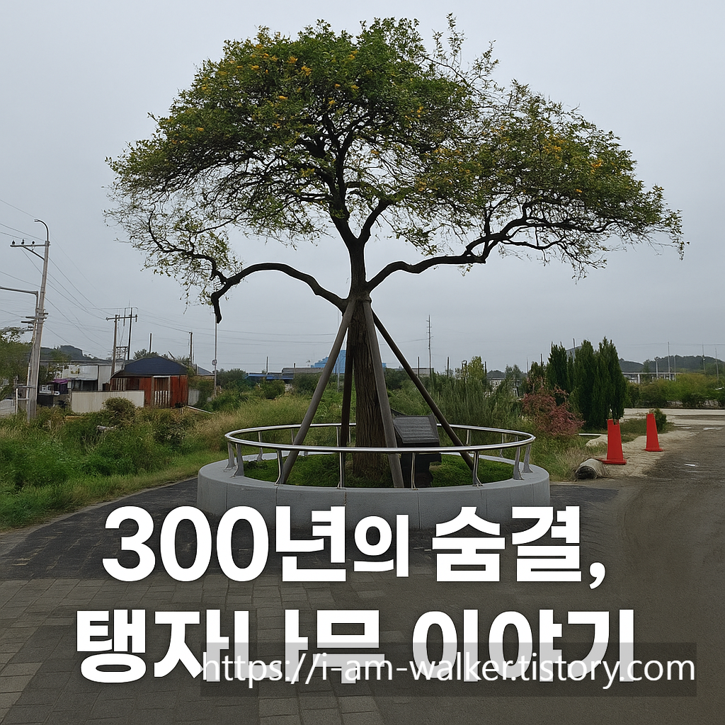 익산, 금마면, 탱자나무, 영조시대, 수호목, 전북여행, 농협, 오래된나무, 생명력, 역사기행