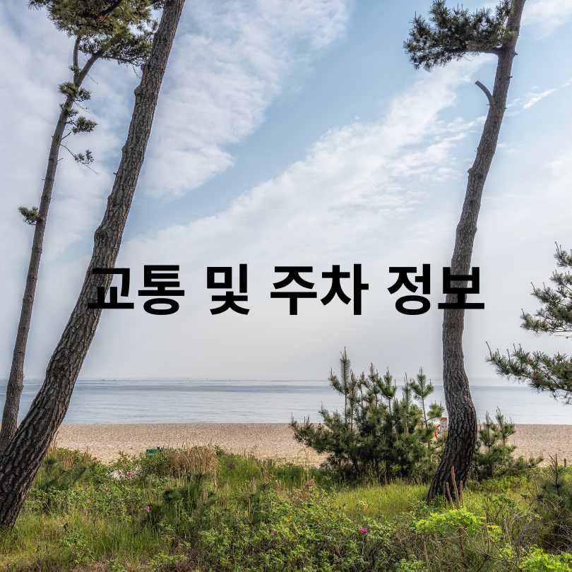 2025 경포썸머 페스티벌