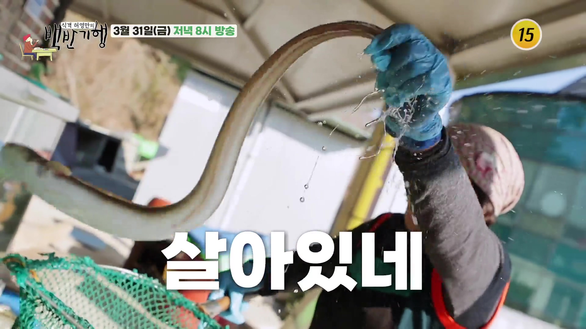 식객 허영만 백반기행 진도 초평항 솔비치 참기름 살짝 버무린 낙지 탕탕이 파 뿌리 숙회 맛집