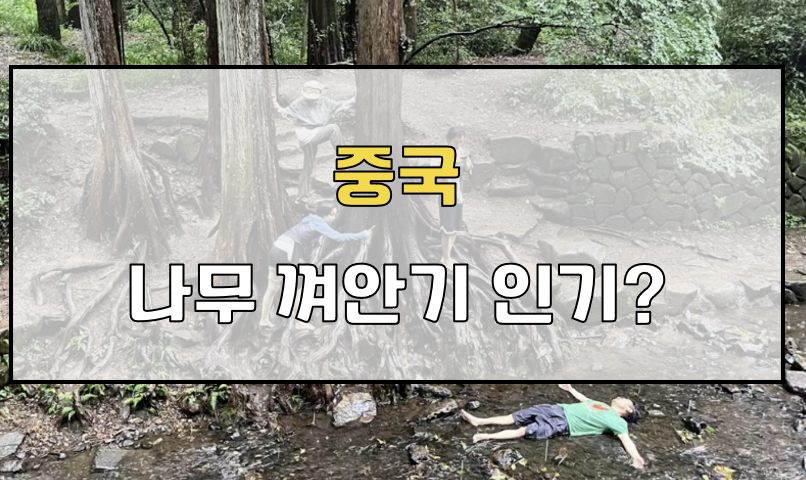 중국 나무 껴안기