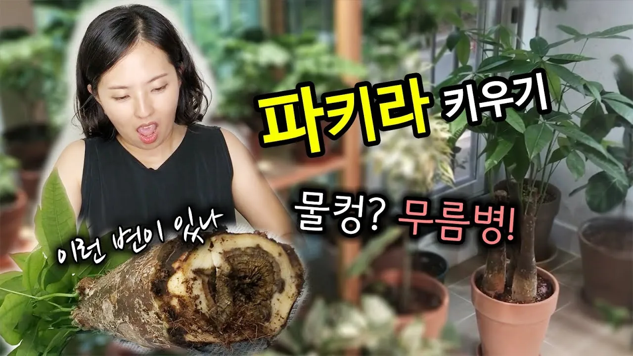 파키라 키우기 분갈이 뿌리관리 물주기간격 쉬운 관리법_2