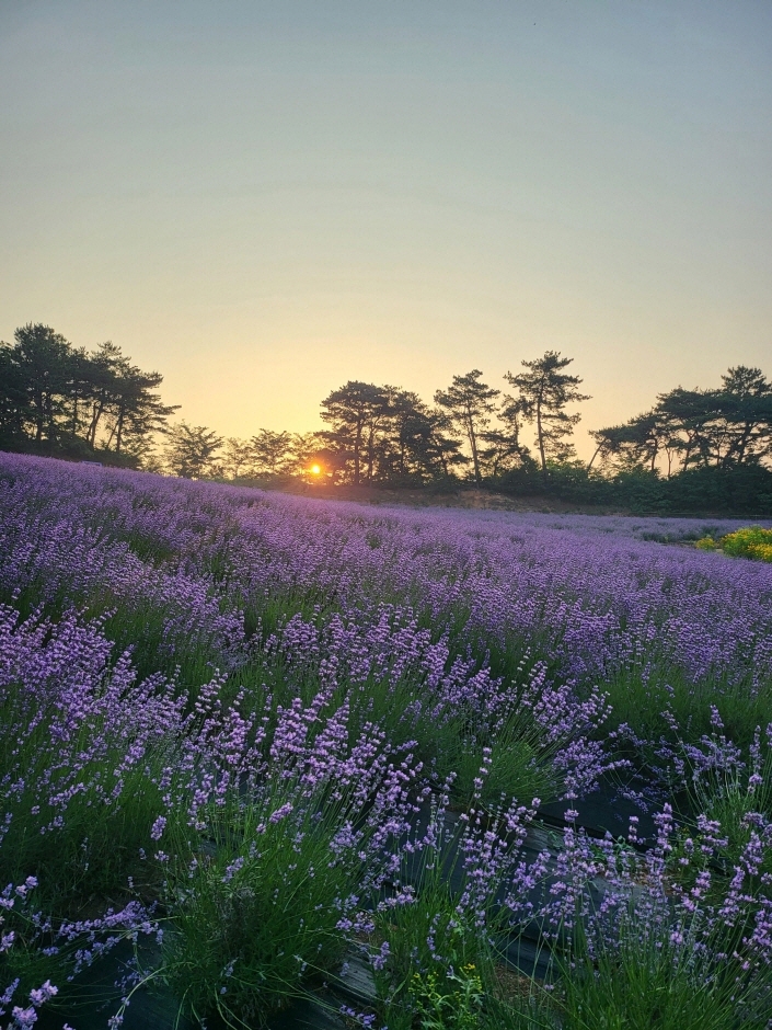 고창 청농원 라벤더 시즌