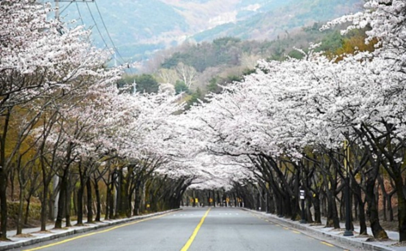 대구 팔공산 벚꽃길