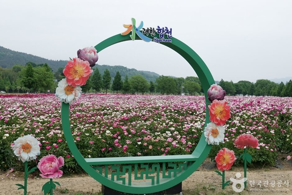 합천 핫들생태공원 작약꽃 개화