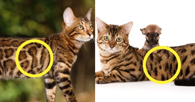 뱅갈고양이 유전병 털빠짐 무늬 수명 가격_8