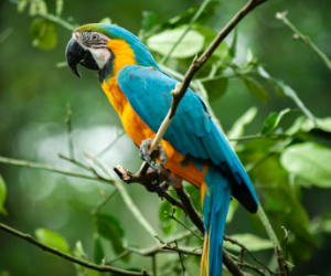 초보자도 키우기 쉬운 애완동물 10가지