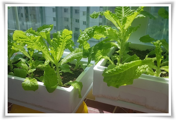 텃밭 "상추 키우기" 초보자도 쉽게 키우는 신선한 쌈 채소 재배의 모든 것!