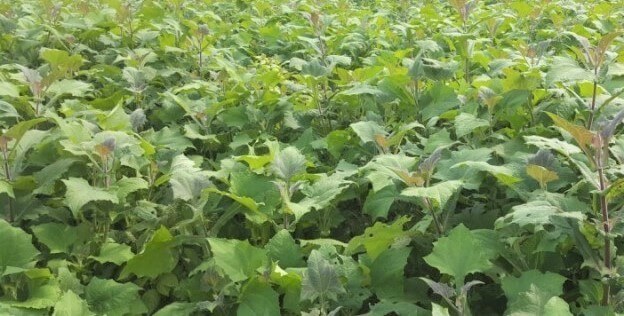 마 농장
