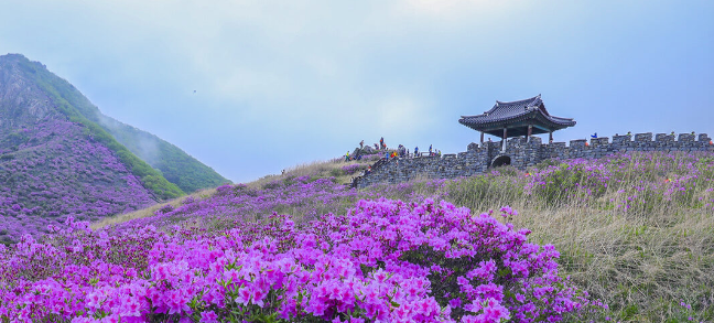 황매산철쭉축제