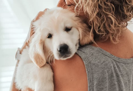 강아지/출처:어도비스톡