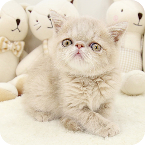 엑조틱쇼트헤어 고양이 이미지 출처: 해피캣타운.co.kr