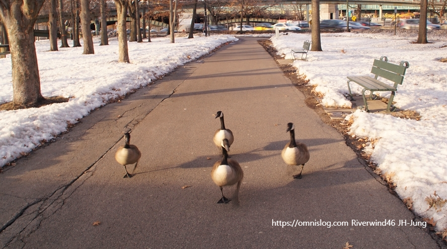 보스턴 기러기 Boston goose, Canada goose