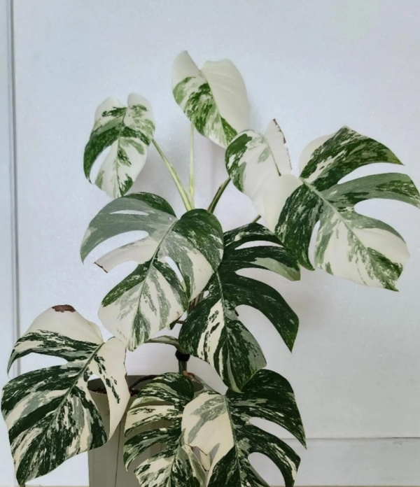 몬스테라 알보