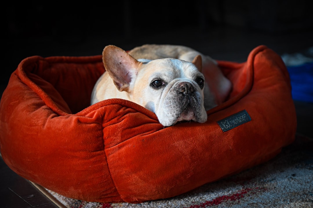 Dog bed.