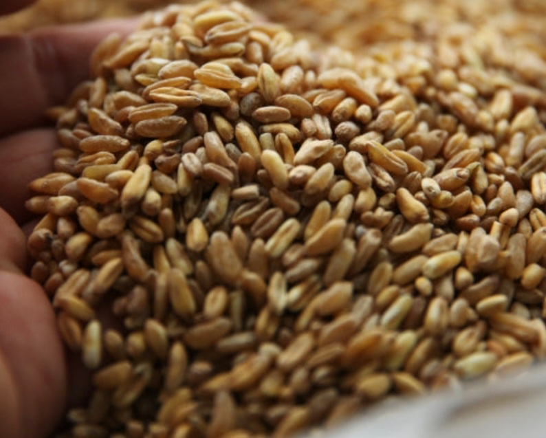 고대 곡물 카무트 의 이미지