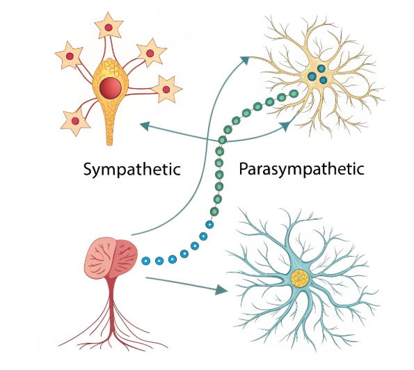교감신경과 부교감신경