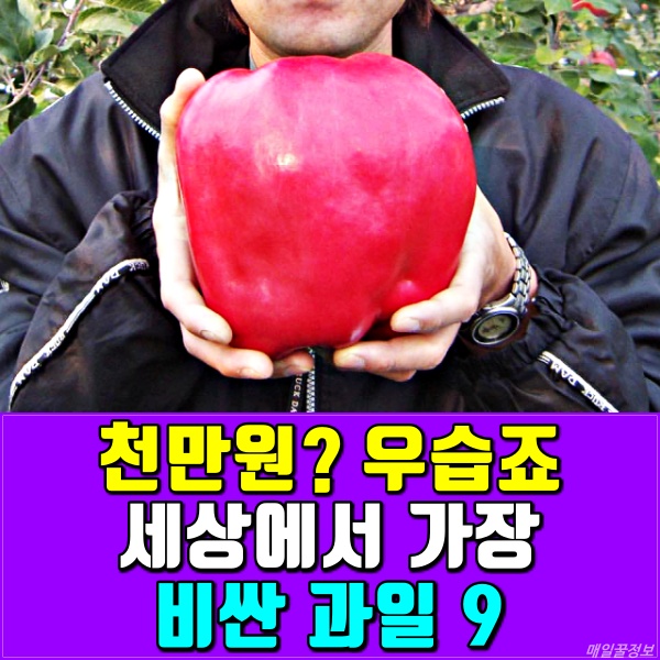 비싼 과일, 사과, 매일꿀정보