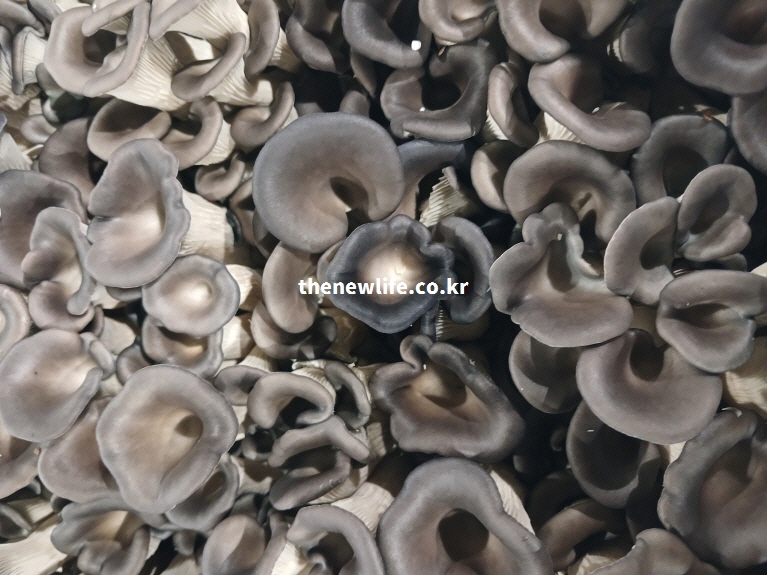 단백질, 식이섬유, 칼륨 등 풍부한 영양 성분을 함유하여 건강 식단에 적합한 신선한 느타리버섯 실물 사진.