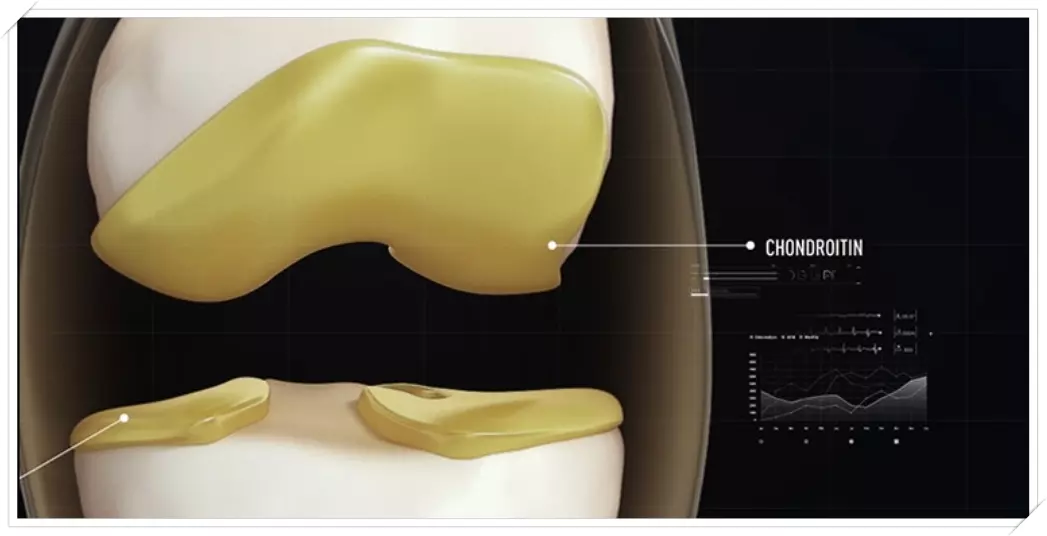 콘드로이친 역할