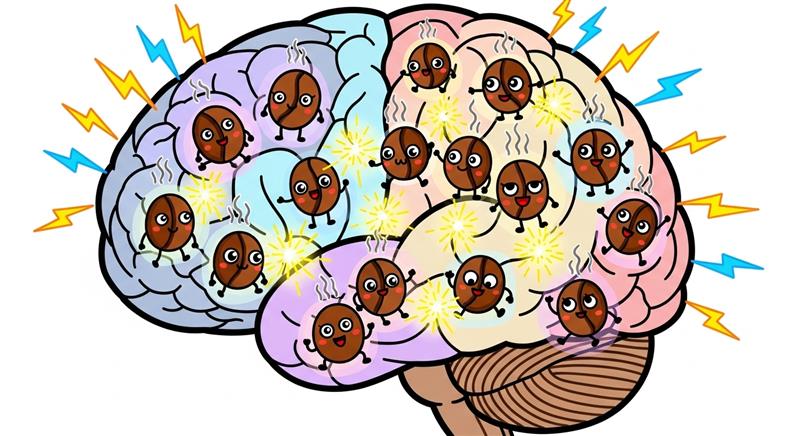 우리가 매일 먹는 카페인은 뇌에서 어떻게 작용할까?