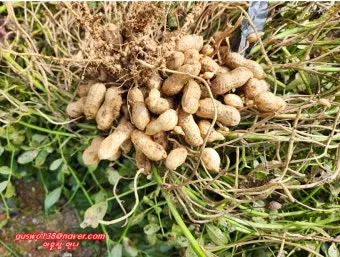 땅콩 심는시기 파종법 중부 남부_9