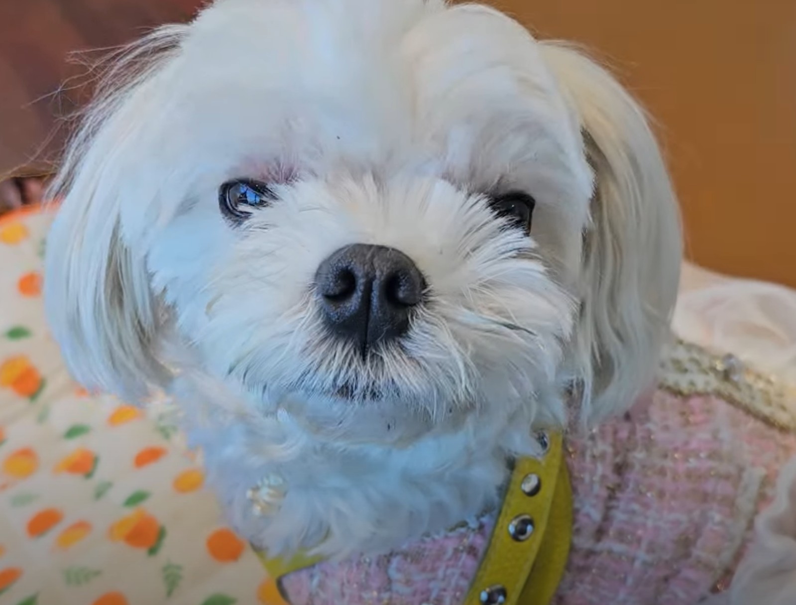 조댕이네 카페에 앉아 있는 라떼