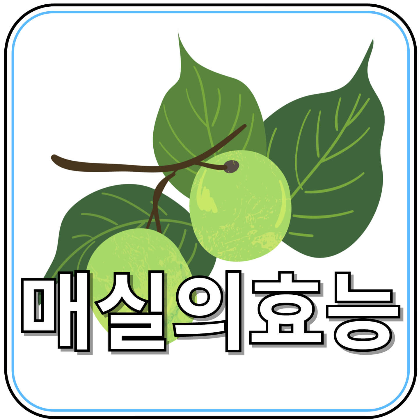 집에서 담그는 건강한 매실청 레시피와 매실의 모든 효능