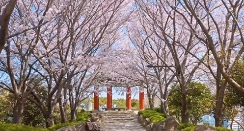 목포 유달산 봄축제1