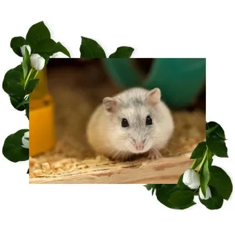 햄스터 한밤중에 집을 탈출하려는 이유 관리_12