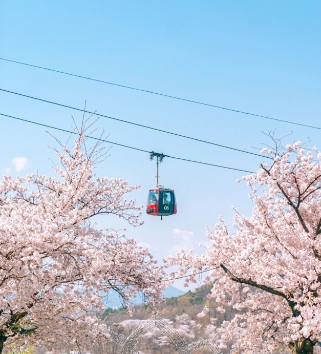 벚꽃