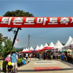 퇴촌 토마토 축제 