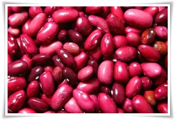 텃밭 &quot;5월, 강낭콩 심으세요!&quot; 콩알 콩알 재미가 톡톡, 쑥쑥 자라는 기쁨!