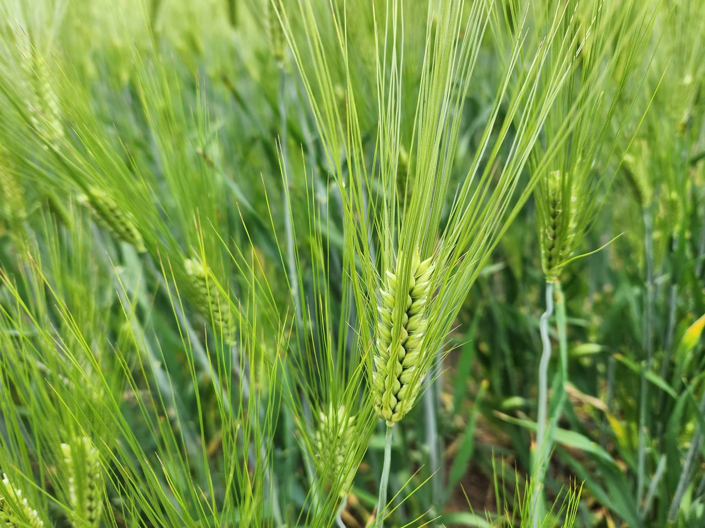 보리 Barley