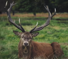 녹용 먹을 때 주의점 I 녹용 효능I 녹용 가격 및 구매시 주의할 점