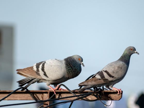 도시에 사는 동물들은 진화하고 있을까 현대 환경이 생물에게 미치는 영향