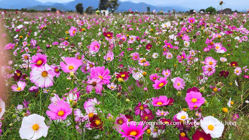 부산 근교 코스모스 천지, 대동 생태 체육공원